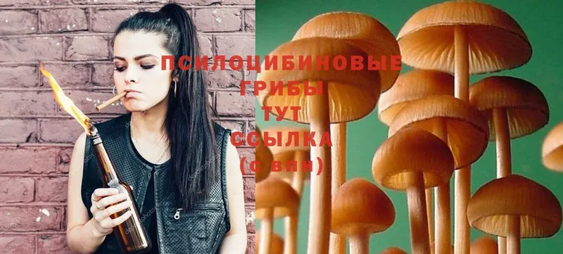 Галлюциногенные грибы Psilocybine cubensis  где найти   Новоалтайск 